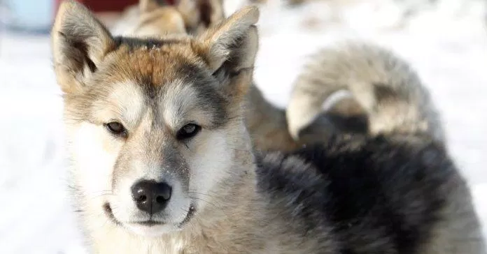 Chó Greenland có nguồn gốc từ vùng lạnh giá gần Bắc Cực (Ảnh: Internet).