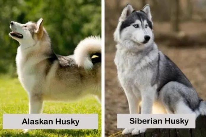 So sánh giữa hai giống Alaskan và Siberian Husky (Ảnh: Internet).