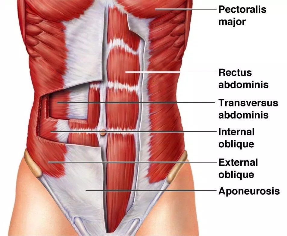 Vùng bụng được tạo thành bởi nhiều cơ chứ không chỉ có "6 múi" (Ảnh: Internet). Vùng bụng được tạo thành bởi nhiều cơ chứ không chỉ có "6 múi" (Ảnh: Internet).