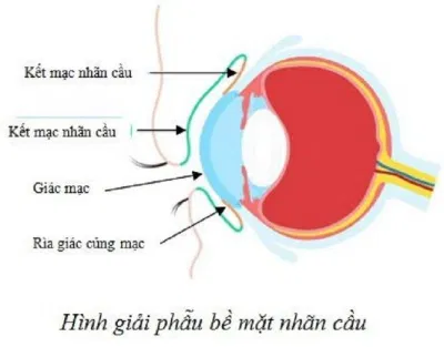 Giật mắt có thể xuất hiện do các lớp ngoài cùng của mắt bị kích thích (Ảnh: Internet). Giật mắt có thể xuất hiện do các lớp ngoài cùng của mắt bị kích thích (Ảnh: Internet).