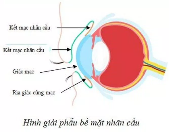 Giật mắt có thể xuất hiện do các lớp ngoài cùng của mắt bị kích thích (Ảnh: Internet).