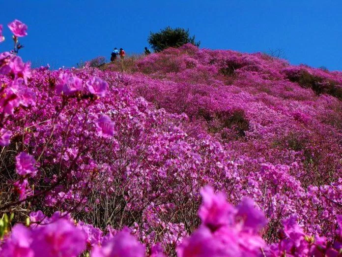 Núi Goyreosan khoác lên mình chiếc áo mới được dệt bằng hoa đỗ quyên (Ảnh: Internet).