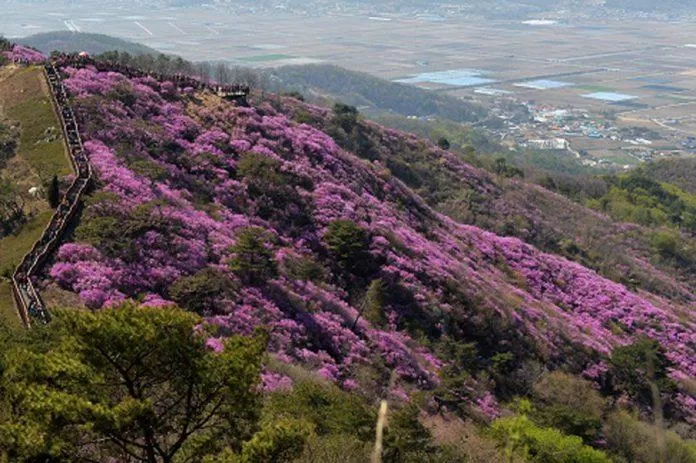 Toàn cảnh ngọn núi Goyreosan ngập trong sắc hoa vào mùa lễ hội (Ảnh: Internet).