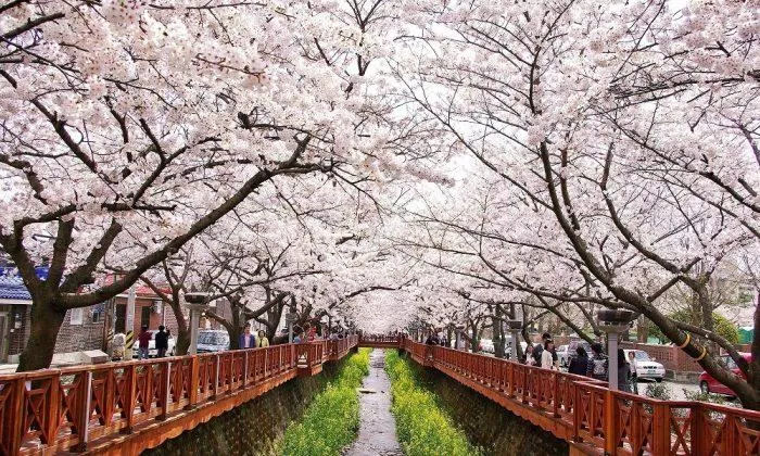 Hoa anh đào nở rộ nơi xứ Hàn cũng đẹp chẳng kém gì Nhật Bản (Ảnh: Internet).