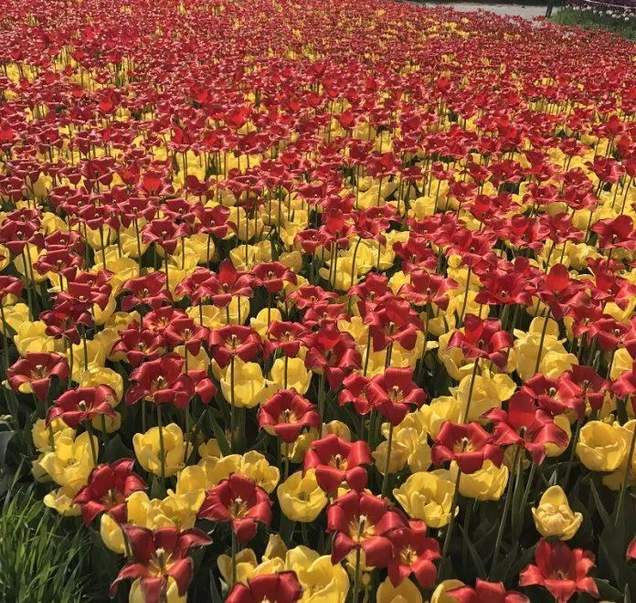 Những bông hoa tulip màu sắc tuyệt đẹp trong Lễ hội Taean (Ảnh: Internet).