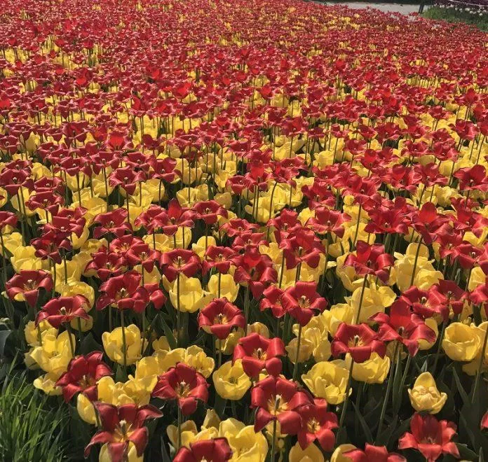 Những bông hoa tulip màu sắc tuyệt đẹp trong Lễ hội Taean (Ảnh: Internet). Những bông hoa tulip màu sắc tuyệt đẹp trong Lễ hội Taean (Ảnh: Internet).