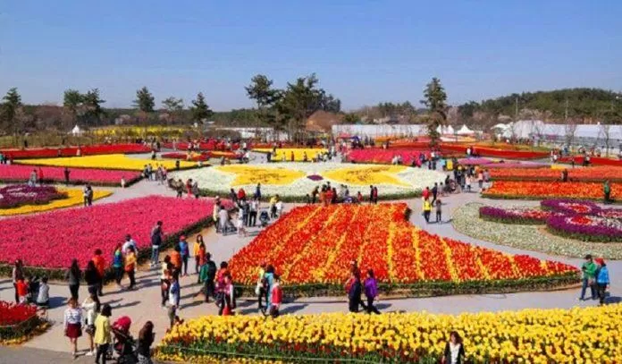 Có đến cả triệu bông hoa tulip cùng khoe sắc tại lễ hội có quy mô rất lớn này (Ảnh: Internet).