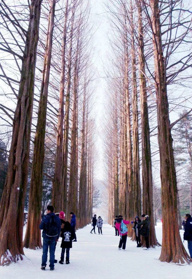 Đường Metasequoia với hàng cây cao vút và tuyết trắng dưới chân (Ảnh: Internet). Đường Metasequoia với hàng cây cao vút và tuyết trắng dưới chân (Ảnh: Internet).