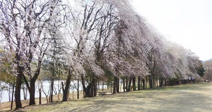 Đường cây anh đào trên đảo Nami vào mùa xuân (Ảnh: Internet).