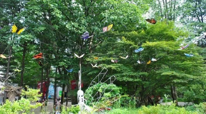 Vườn Bướm Hampyeong trên đảo Nami (Ảnh: Internet).