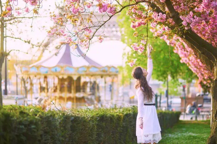 Tán hoa anh đào nở rộ mỗi độ tháng Tư trên những đường phố Paris (Ảnh: Internet). Tán hoa anh đào nở rộ mỗi độ tháng Tư trên những đường phố Paris (Ảnh: Internet).