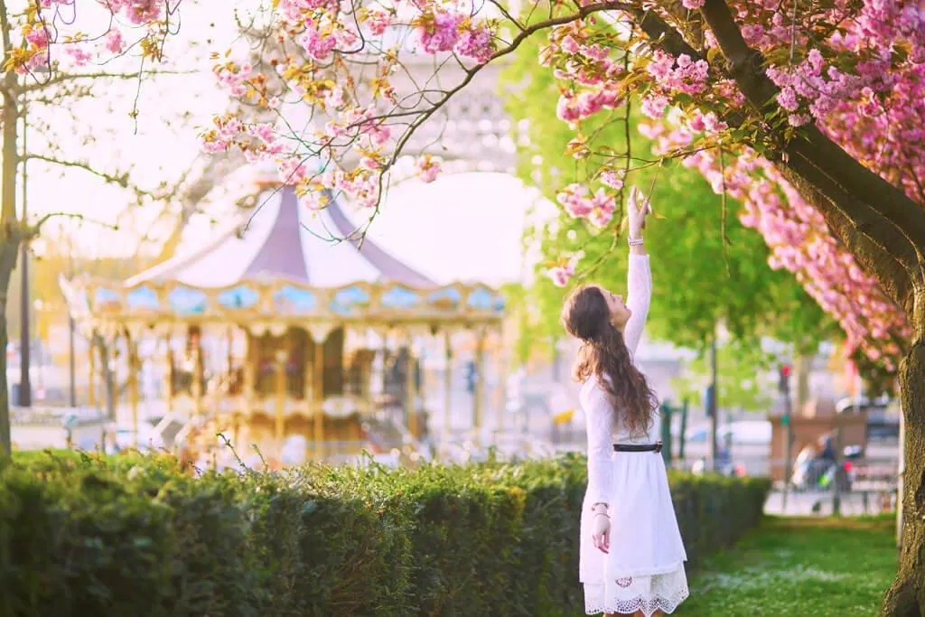 Tán hoa anh đào nở rộ mỗi độ tháng Tư trên những đường phố Paris (Ảnh: Internet). Tán hoa anh đào nở rộ mỗi độ tháng Tư trên những đường phố Paris (Ảnh: Internet).
