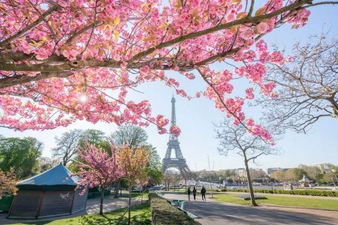 Hoa anh đào của Paris đẹp chẳng kém gì những người họ hàng tại đất nước Nhật Bản (Ảnh: Internet).