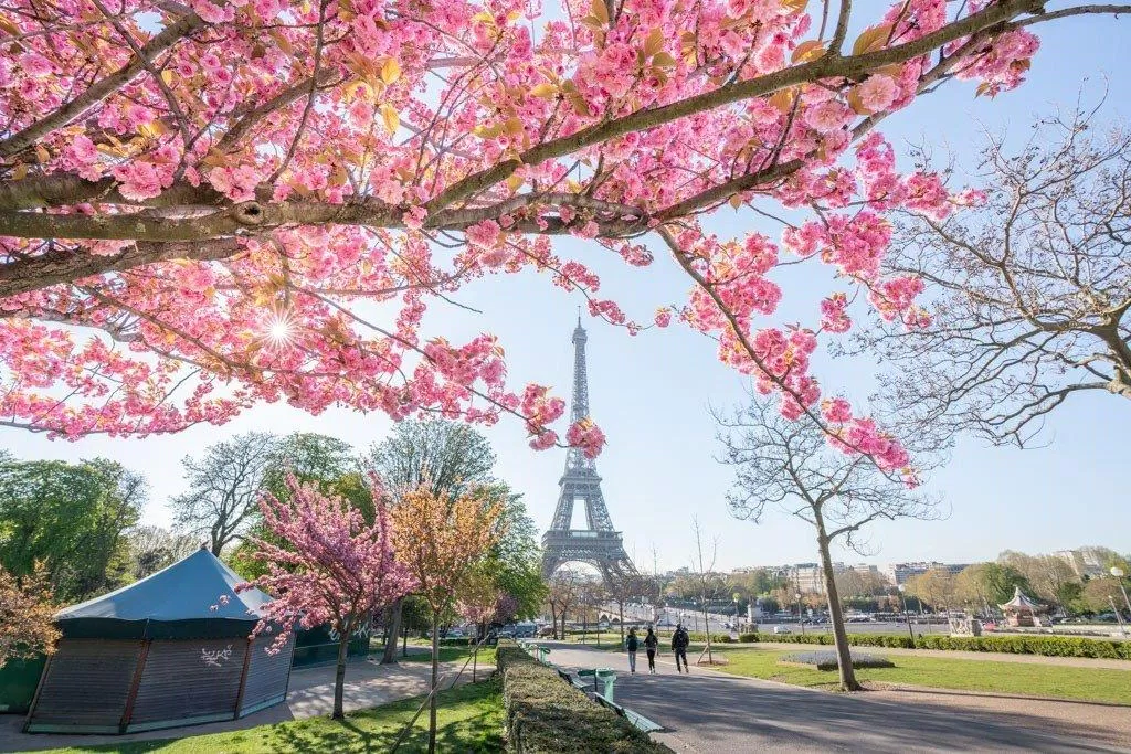 Hoa anh đào của Paris đẹp chẳng kém gì những người họ hàng tại đất nước Nhật Bản (Ảnh: Internet). Hoa anh đào của Paris đẹp chẳng kém gì những người họ hàng tại đất nước Nhật Bản (Ảnh: Internet).