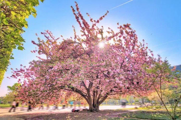 Một cây anh đào trổ hoa rực rỡ tại Vườn Thực Vật của Paris (Ảnh: Internet). Một cây anh đào trổ hoa rực rỡ tại Vườn Thực Vật của Paris (Ảnh: Internet).