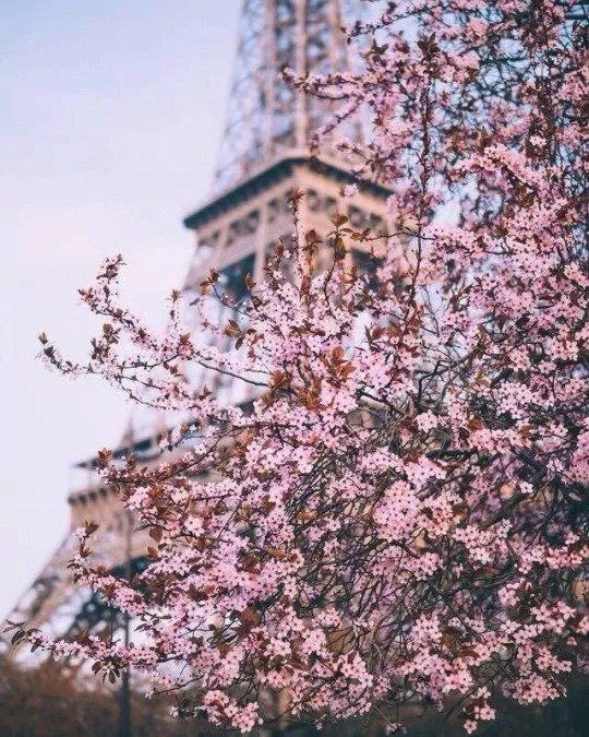 Tháng Tư đã về, Paris bừng lên sắc hoa và sức sống mới (Ảnh: Internet).