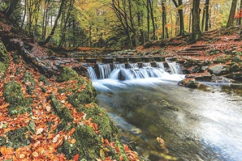 Dòng suối chảy qua nền rừng rêu xanh như trong tranh vẽ của Tollymore (Ảnh: Internet). Dòng suối chảy qua nền rừng rêu xanh như trong tranh vẽ của Tollymore (Ảnh: Internet).