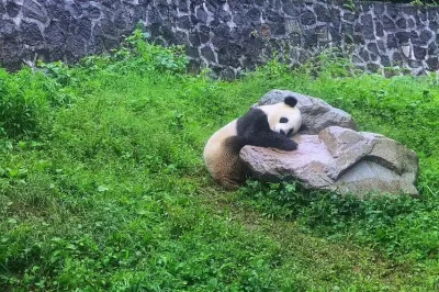 Cơ sở tại Đô Giang Yển thành lập chưa lâu những đã là nhà của nhiều chú gấu trúc đáng yêu (Ảnh: Internet). Cơ sở tại Đô Giang Yển thành lập chưa lâu những đã là nhà của nhiều chú gấu trúc đáng yêu (Ảnh: Internet).