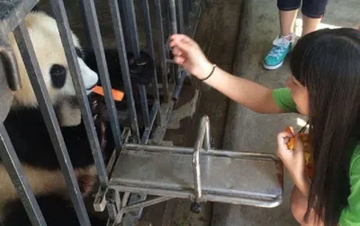 Tốt nhất không nên để trẻ nhỏ tiếp xúc trực tiếp với những chú gấu quá lớn (Ảnh: Internet). Tốt nhất không nên để trẻ nhỏ tiếp xúc trực tiếp với những chú gấu quá lớn (Ảnh: Internet).