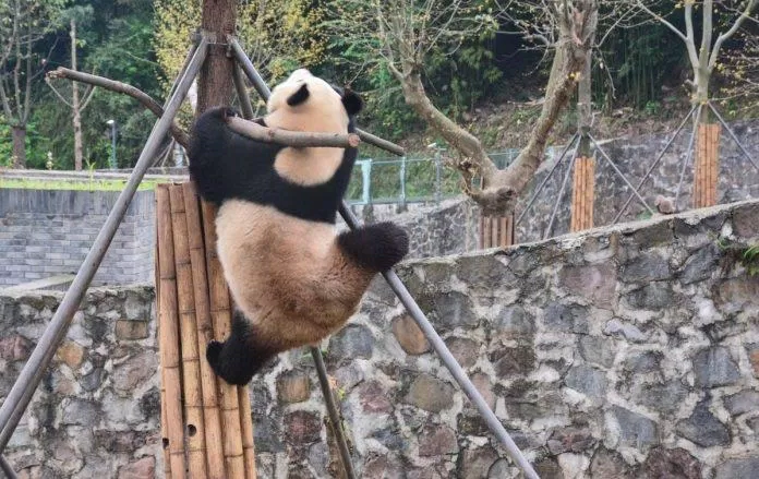 Chú gấu nghịch ngợm này có vẻ đang muốn thử hóa thân thành Po trong Kungfu Panda thì phải (Ảnh: Internet). Chú gấu nghịch ngợm này có vẻ đang muốn thử hóa thân thành Po trong Kungfu Panda thì phải (Ảnh: Internet).