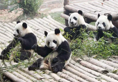 Những chú gấu trúc này có thể đã trải qua tuổi thơ ở một nước nào đó trước khi được đưa về Trung Quốc (Ảnh: Internet). Những chú gấu trúc này có thể đã trải qua tuổi thơ ở một nước nào đó trước khi được đưa về Trung Quốc (Ảnh: Internet).