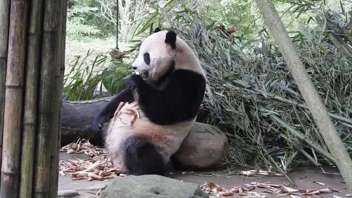 Chú gấu Tai Shan từng là "sao bự" khi còn ở Mỹ, được người dân nước này rất yêu mến (Ảnh: Internet). Chú gấu Tai Shan từng là "sao bự" khi còn ở Mỹ, được người dân nước này rất yêu mến (Ảnh: Internet).