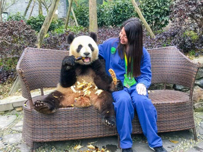 Một chú gấu trúc đang "tạo dáng" bên tình nguyện viên chăm sóc mình tại Cơ sở Đô Giang Yển (Ảnh: Internet). Một chú gấu trúc đang "tạo dáng" bên tình nguyện viên chăm sóc mình tại Cơ sở Đô Giang Yển (Ảnh: Internet).