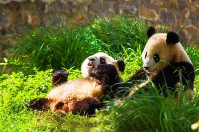 Những chú gấu trúc tại đây được nuôi nấng trong điều kiện rất "sung sướng" gần giống như tự nhiên (Ảnh: Internet). Những chú gấu trúc tại đây được nuôi nấng trong điều kiện rất "sung sướng" gần giống như tự nhiên (Ảnh: Internet).