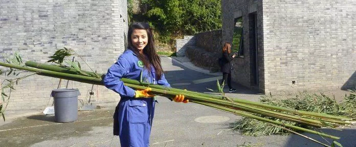 Một tình nguyện viên tham gia vào chương trình đang dọn dẹp khu vực nuôi gấu trúc (Ảnh: Internet). Một tình nguyện viên tham gia vào chương trình đang dọn dẹp khu vực nuôi gấu trúc (Ảnh: Internet).