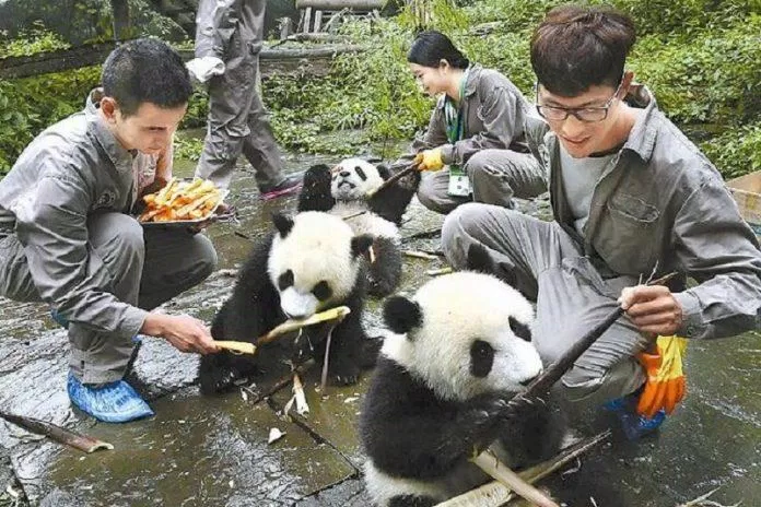 Tự tay cho gấu trúc ăn là hoạt động rất thú vị và thu hút nhiều du khách tham gia (Ảnh: Internet). Tự tay cho gấu trúc ăn là hoạt động rất thú vị và thu hút nhiều du khách tham gia (Ảnh: Internet).