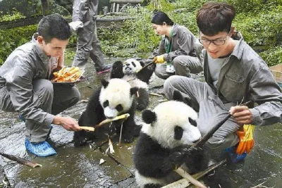 Tự tay cho gấu trúc ăn là hoạt động rất thú vị và thu hút nhiều du khách tham gia (Ảnh: Internet). Tự tay cho gấu trúc ăn là hoạt động rất thú vị và thu hút nhiều du khách tham gia (Ảnh: Internet).