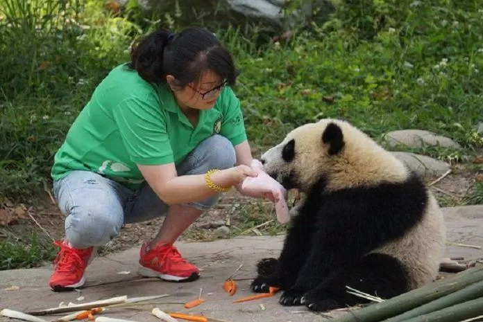 Chú gấu này còn được lau miệng sau khi ăn xong nữa chứ! (Ảnh: Internet). Chú gấu này còn được lau miệng sau khi ăn xong nữa chứ! (Ảnh: Internet).