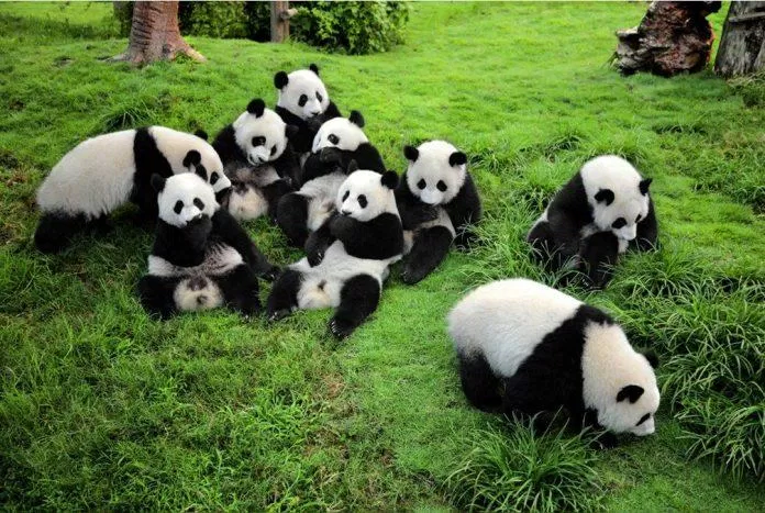 Những chú gấu hai màu trắng đen là một trong những "đặc sản" nổi tiếng của Thành Đô (Ảnh: Internet). Những chú gấu hai màu trắng đen là một trong những "đặc sản" nổi tiếng của Thành Đô (Ảnh: Internet).
