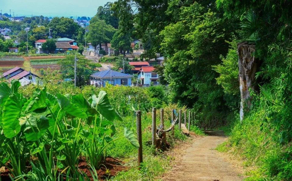 Những con đường quê ở vùng đồi Sayama được đưa vào trong phim (Ảnh: Internet). Những con đường quê ở vùng đồi Sayama được đưa vào trong phim (Ảnh: Internet).