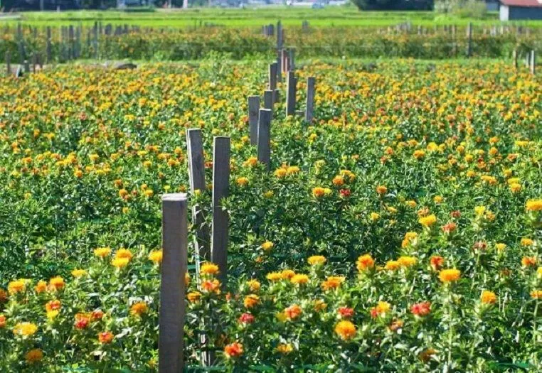 Cánh đồng hoa gợi cảm giác bình yên của quận Takase (Ảnh: Internet). Cánh đồng hoa gợi cảm giác bình yên của quận Takase (Ảnh: Internet).