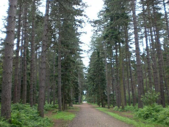 Lối đi xuyên rừng trong công viên Black Park (Ảnh: Internet).