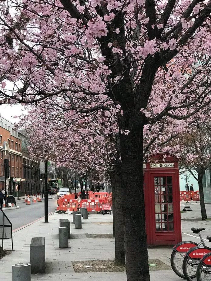 Những con phố của London khoác lên mình chiếc áo mới khi vào mùa anh đào nở rộ (Ảnh: Internet). Những con phố của London khoác lên mình chiếc áo mới khi vào mùa anh đào nở rộ (Ảnh: Internet).