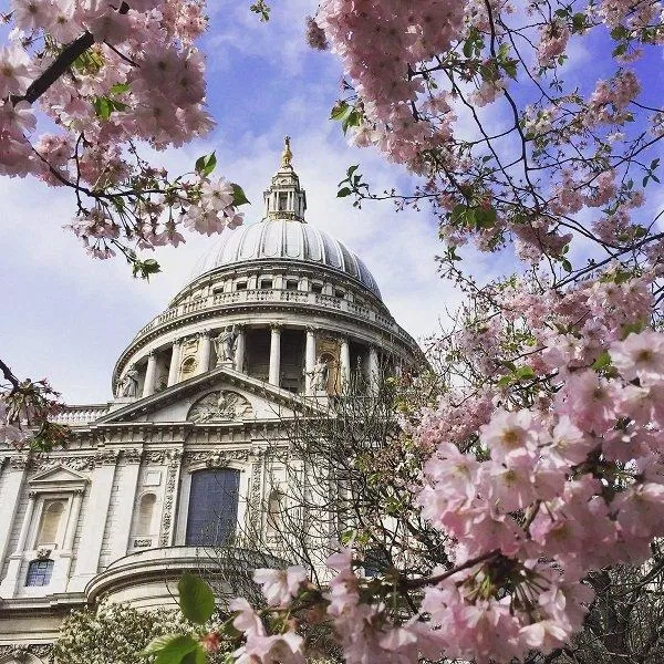 Một góc máy tuyệt đẹp thu trọn những cánh hoa mỏng manh của nhà thờ (Ảnh: Internet). Một góc máy tuyệt đẹp thu trọn những cánh hoa mỏng manh của nhà thờ (Ảnh: Internet).