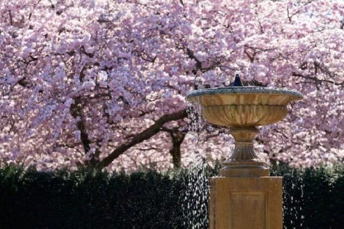 Đài phun nước của Công viên Regent trông thật nhỏ bé trước hàng cây anh đào vào mùa trổ hoa (Ảnh: Internet).