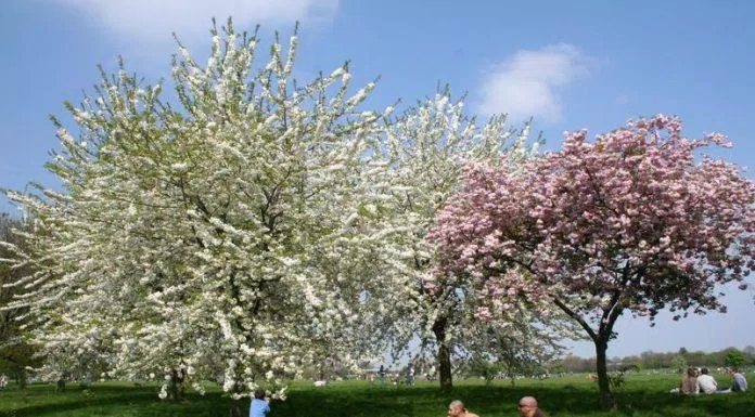 Một buổi dã ngoại ngắm hoa tại Công viên Regent dưới tán anh đào phủ bóng mát (Ảnh: Internet).