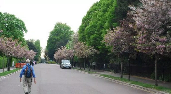 Đường Chester trong Công viên Regent có hàng cây anh đào trồng dọc hai bên (Ảnh: Internet).