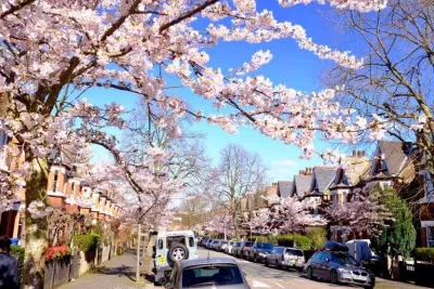 Cả một con phố bừng lên sắc hoa trông như tại đất nước Nhật Bản (Ảnh: Internet).