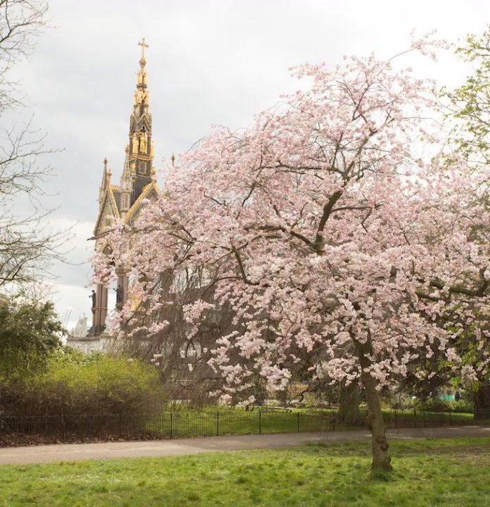 Đài tưởng niệm Albert vươn cao phía sau cây anh đào của Vườn Kensington (Ảnh: Internet). Đài tưởng niệm Albert vươn cao phía sau cây anh đào của Vườn Kensington (Ảnh: Internet).