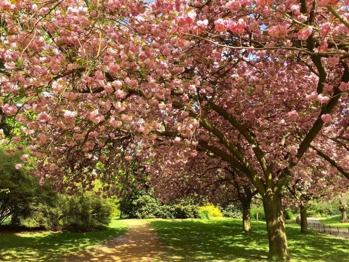 Màu hồng tươi thắm của hoa anh đào khiến du khách đến thăm Vườn Kensington phải trầm trồ chiêm ngưỡng (Ảnh: Internet).