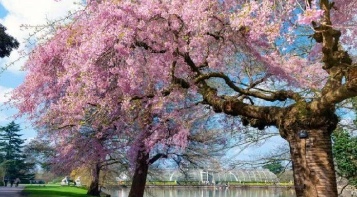 Những cây anh đào rất lâu đời nở hoa rực rỡ tại Vườn Kew (Ảnh: Internet).