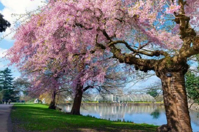 Những cây anh đào rất lâu đời nở hoa rực rỡ tại Vườn Kew (Ảnh: Internet). Những cây anh đào rất lâu đời nở hoa rực rỡ tại Vườn Kew (Ảnh: Internet).