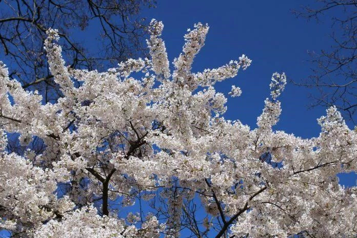 Anh đào tại Vườn Kyoto cũng đẹp chẳng kém gì hoa của cố đô Kyoto "xịn"! (Ảnh: Internet). Anh đào tại Vườn Kyoto cũng đẹp chẳng kém gì hoa của cố đô Kyoto "xịn"! (Ảnh: Internet).