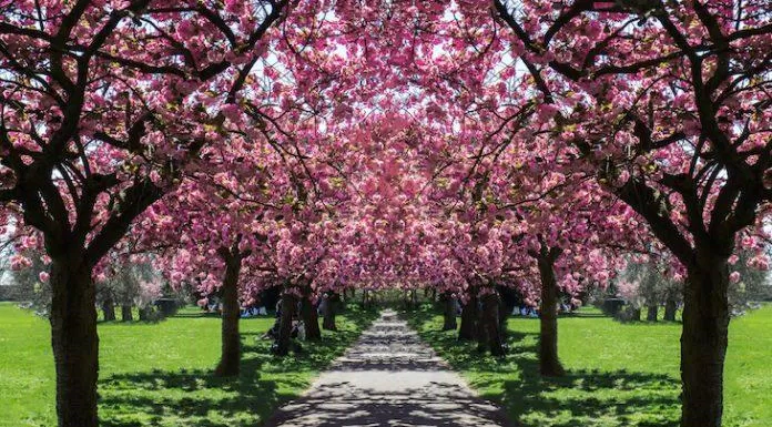 Con đường rợp bóng hoa anh đào trong công viên Greenwich (Ảnh: Internet).