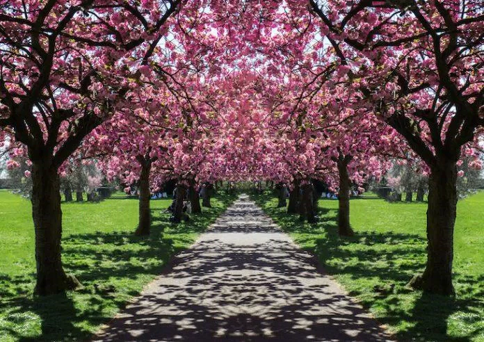 Con đường rợp bóng hoa anh đào trong công viên Greenwich (Ảnh: Internet). Con đường rợp bóng hoa anh đào trong công viên Greenwich (Ảnh: Internet).