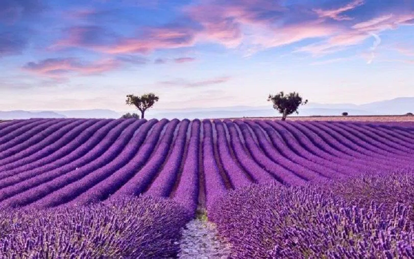 Đất trời như cũng chuyển thành màu tím cho hợp với sắc hoa! (Ảnh: Internet). Đất trời như cũng chuyển thành màu tím cho hợp với sắc hoa! (Ảnh: Internet).